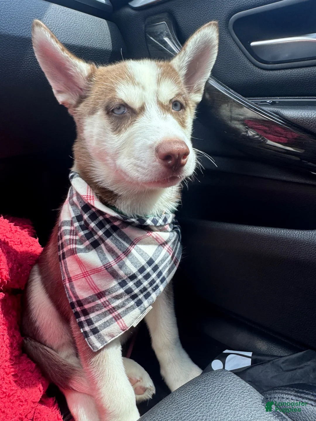 Siberian Husky dogs for sale: Siberian Husky  - Ad 2
