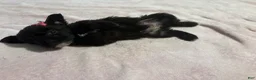 Mixed Breed dogs for sale: 2 Mixed Breed famale dark brown  - Ad 10