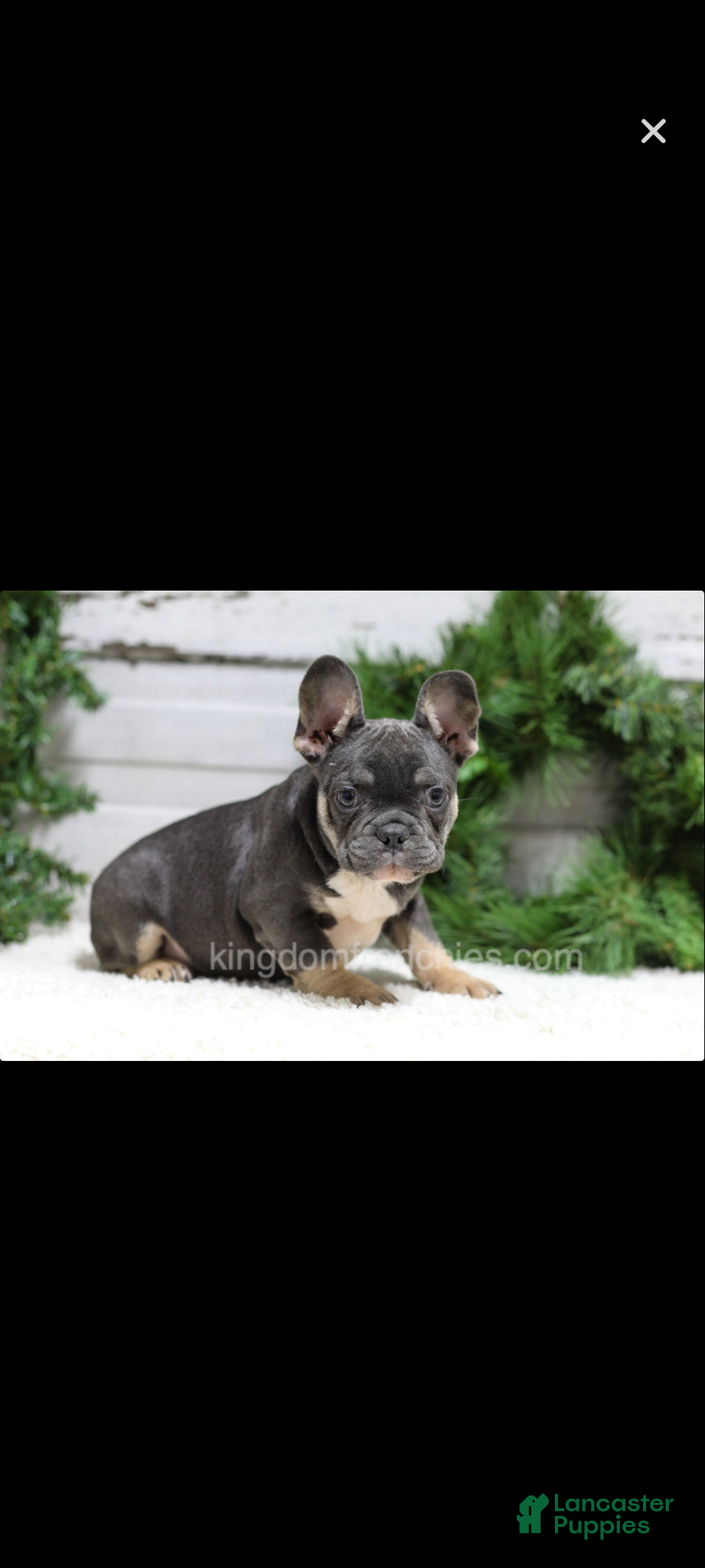 French Bulldog dogs for sale: Jasper  - Ad 1