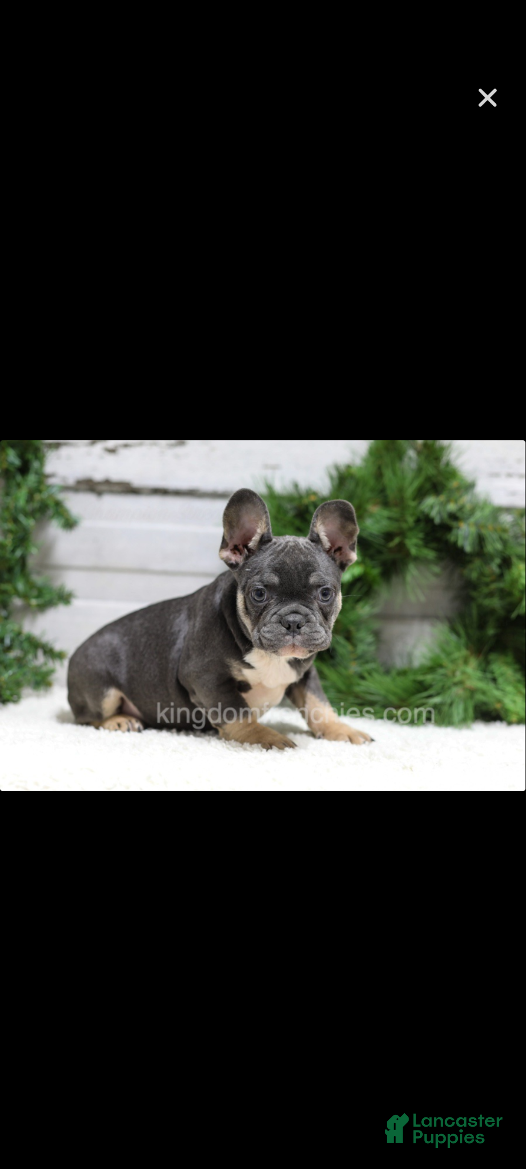 French Bulldog dogs for sale: Jasper  - Ad 1