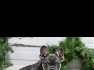 French Bulldog dogs for sale: Jasper - Ad 1
