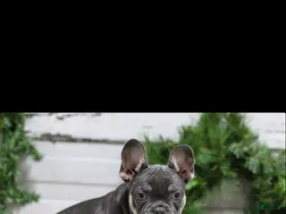 French Bulldog dogs Jasper - Ad 15
