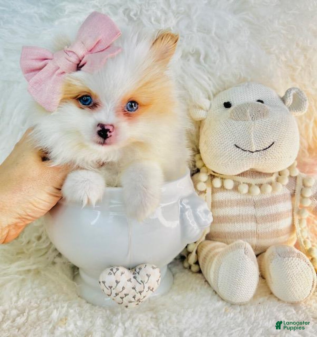 Pomeranian dogs for sale: Pomeranian Puppy 2 - Ad 1