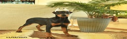 Doberman Pinscher dogs for sale: Flora   - Ad 2