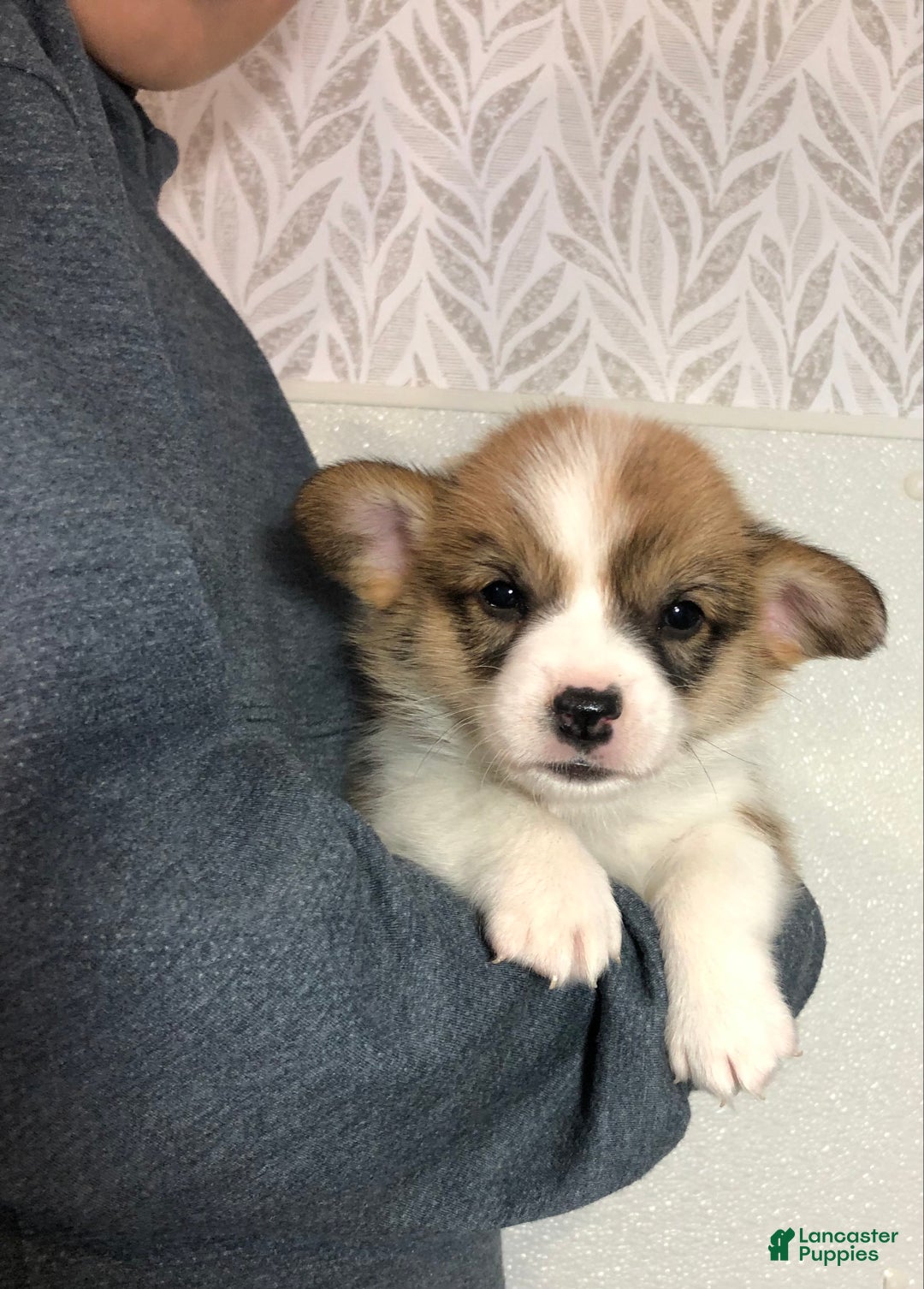 Welsh Corgi Pembroke dogs for sale: Jon - Ad 8