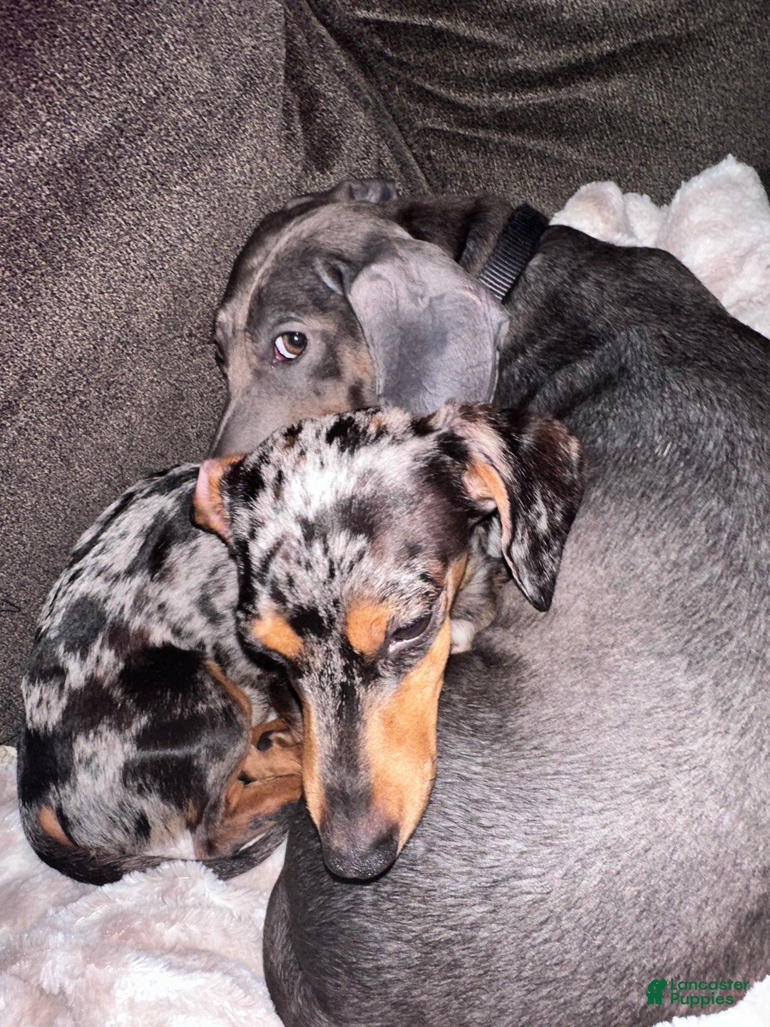 Dachshund dogs for sale: Dachshund Puppy 3 - Ad 8