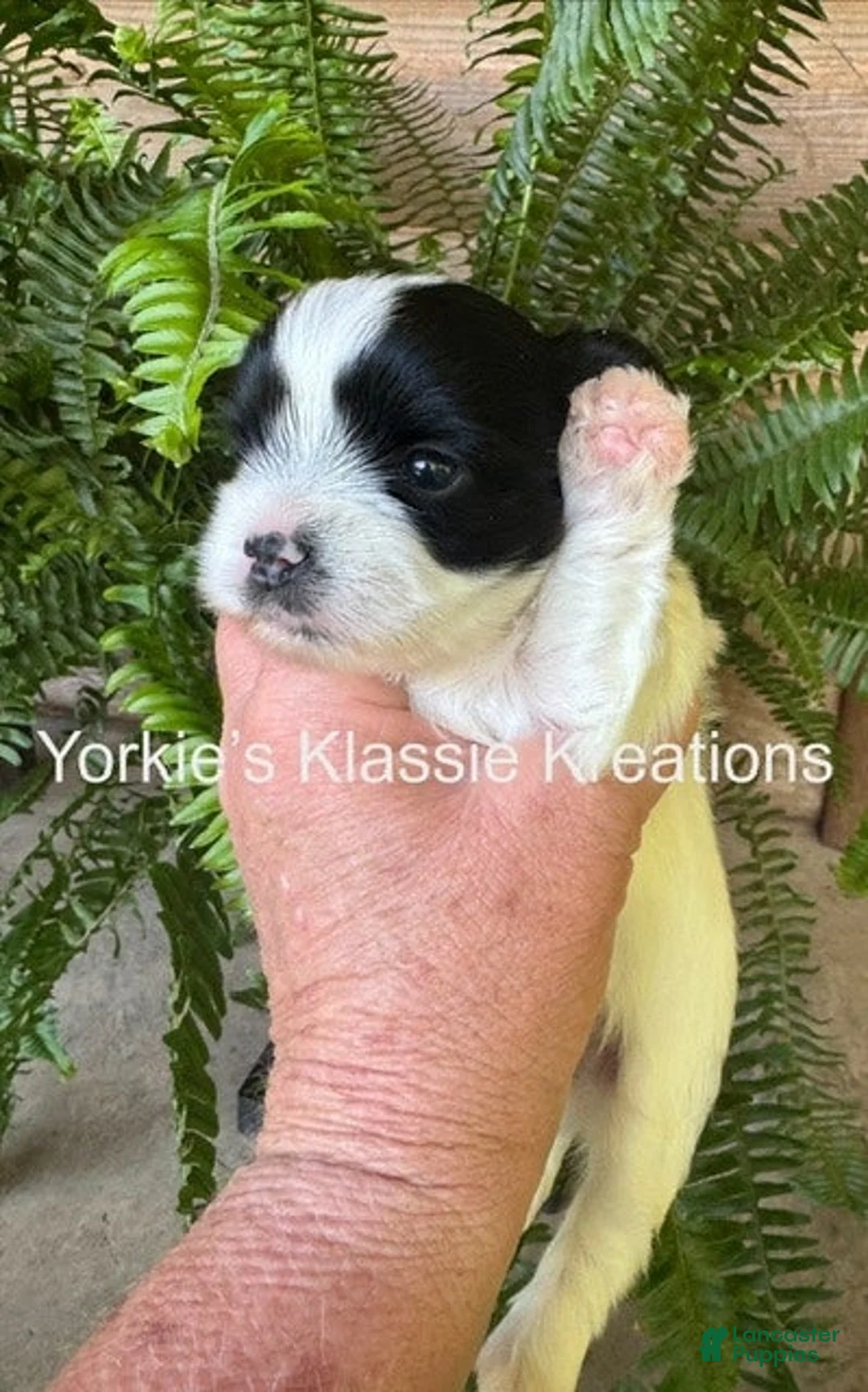 Yorkshire Terrier dogs for sale: ASHLEIGH - Ad 12