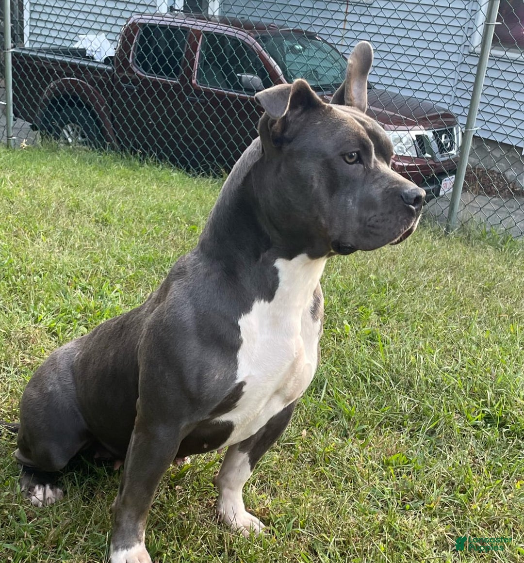 Gallery Image {{count}}