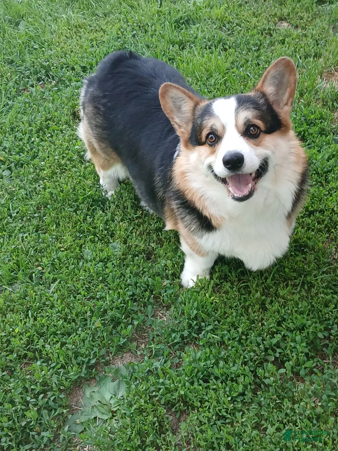 Welsh Corgi Pembroke dogs for sale: JAKE - Ad 5
