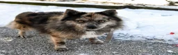 Pomsky dogs for sale: Alivia - Ad 5