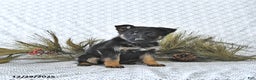 German Shepherd dogs for sale: Bailey - Ad 6