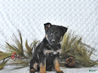 German Shepherd dogs Bailey - Ad 12