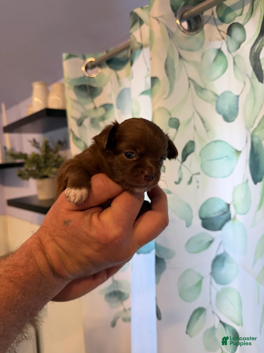 Chihuahua dogs for sale: Astrid - Ad 2