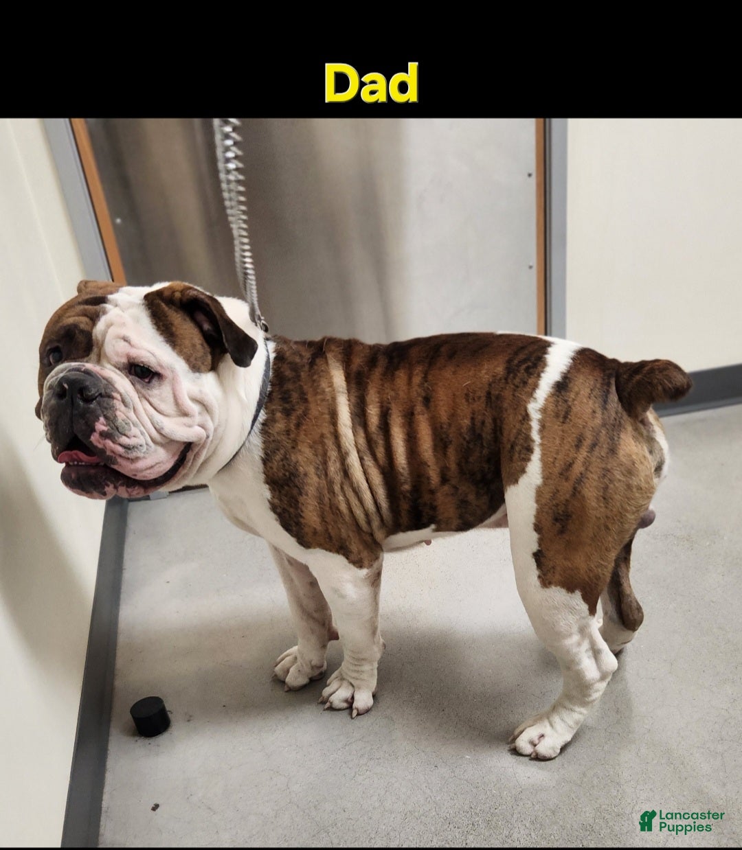 Olde English Bulldogge dogs Champ - Ad 2