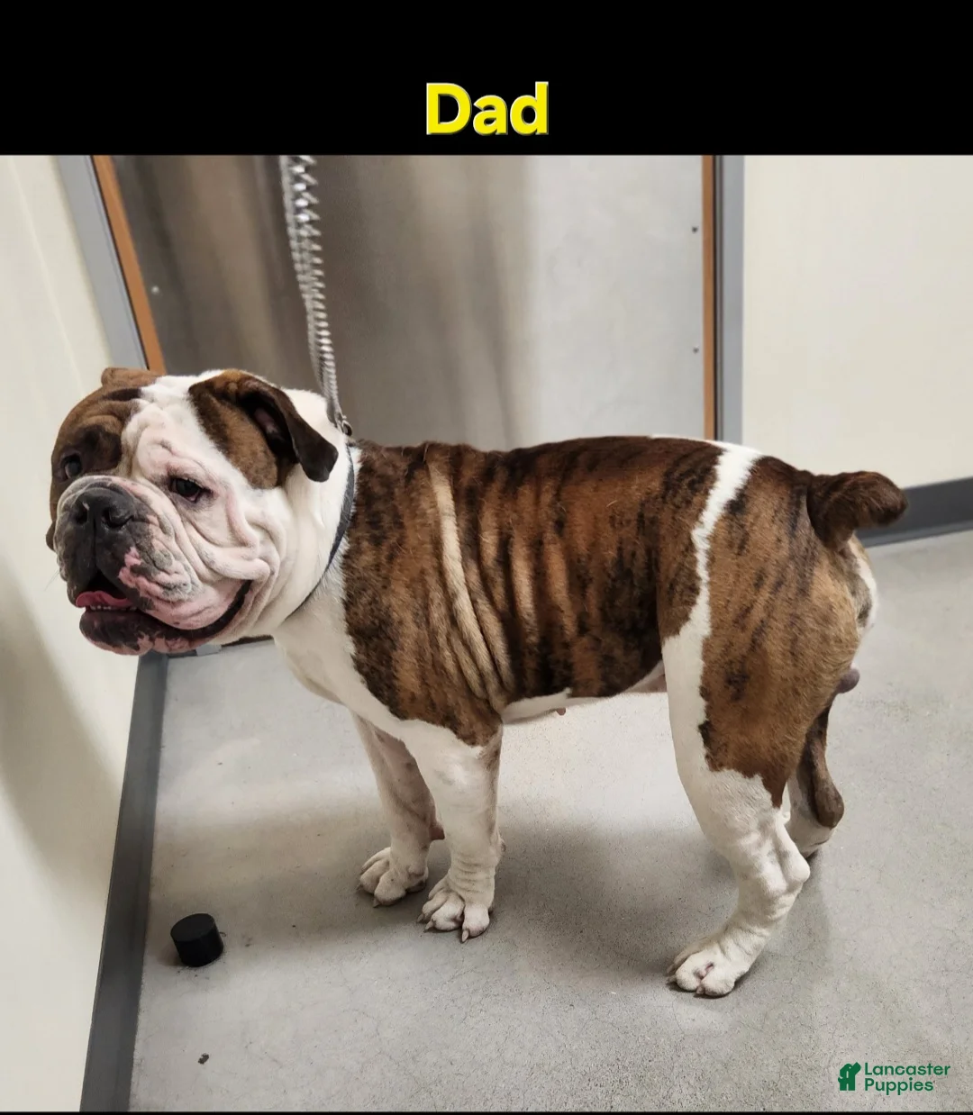 Olde English Bulldogge dogs for sale: Champ - Ad 2
