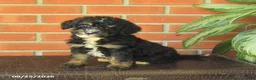 Bernedoodle dogs for sale: Bonnie - Ad 2