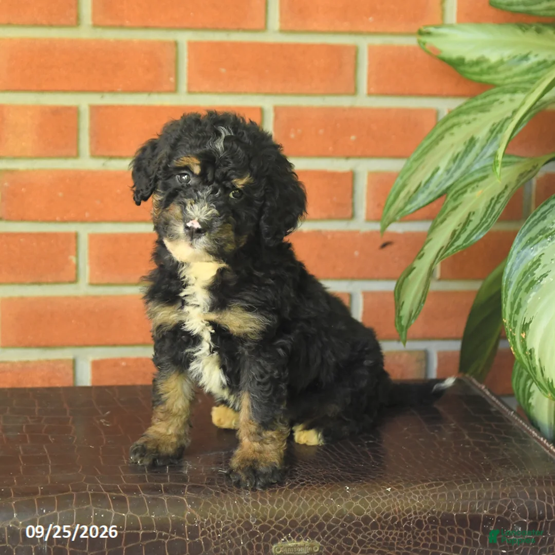 Bernedoodle dogs for sale: Bonnie - Ad 2