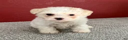 Teddy Bear dogs for sale: Joey - Ad 1