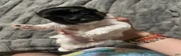 Yorkshire Terrier dogs for sale: Yorkshire Terrier Puppy 1 - Ad 3