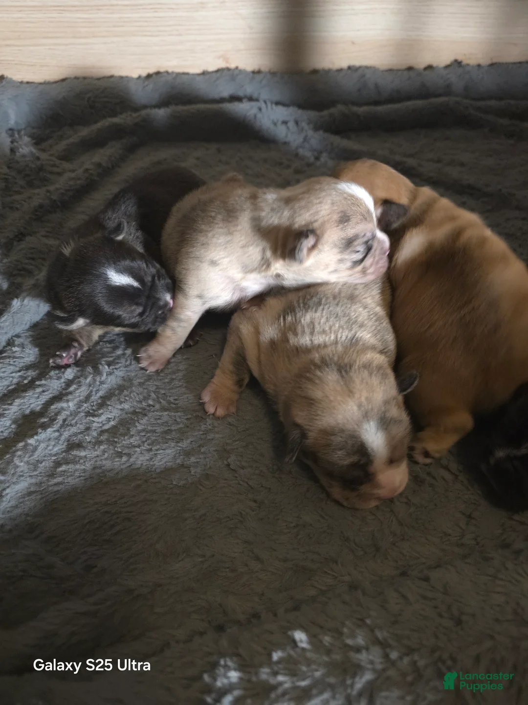 French Bulldog dogs for sale: French Bulldog Puppy 2 - Ad 2