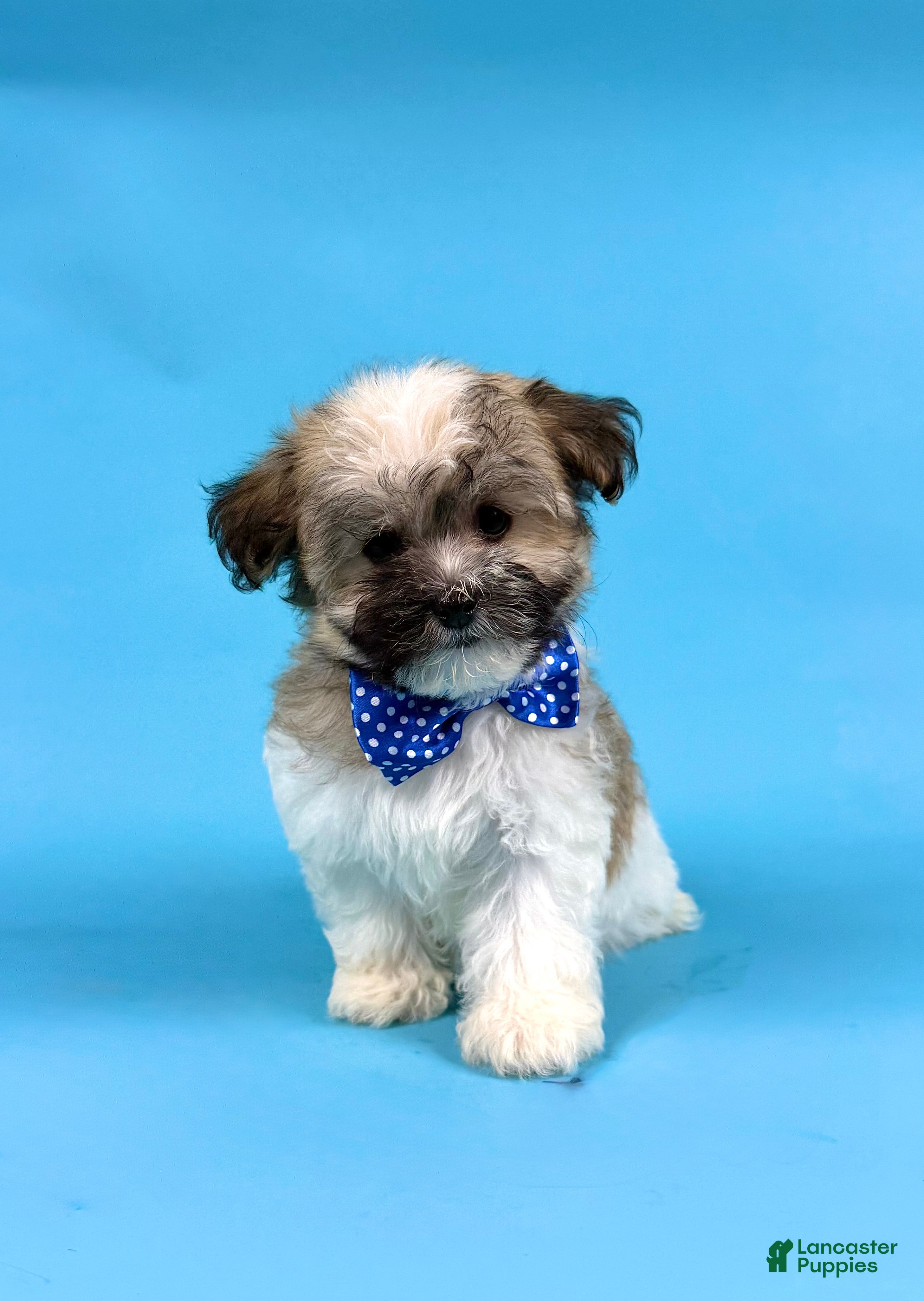 Havanese dogs EDEN - Ad 1