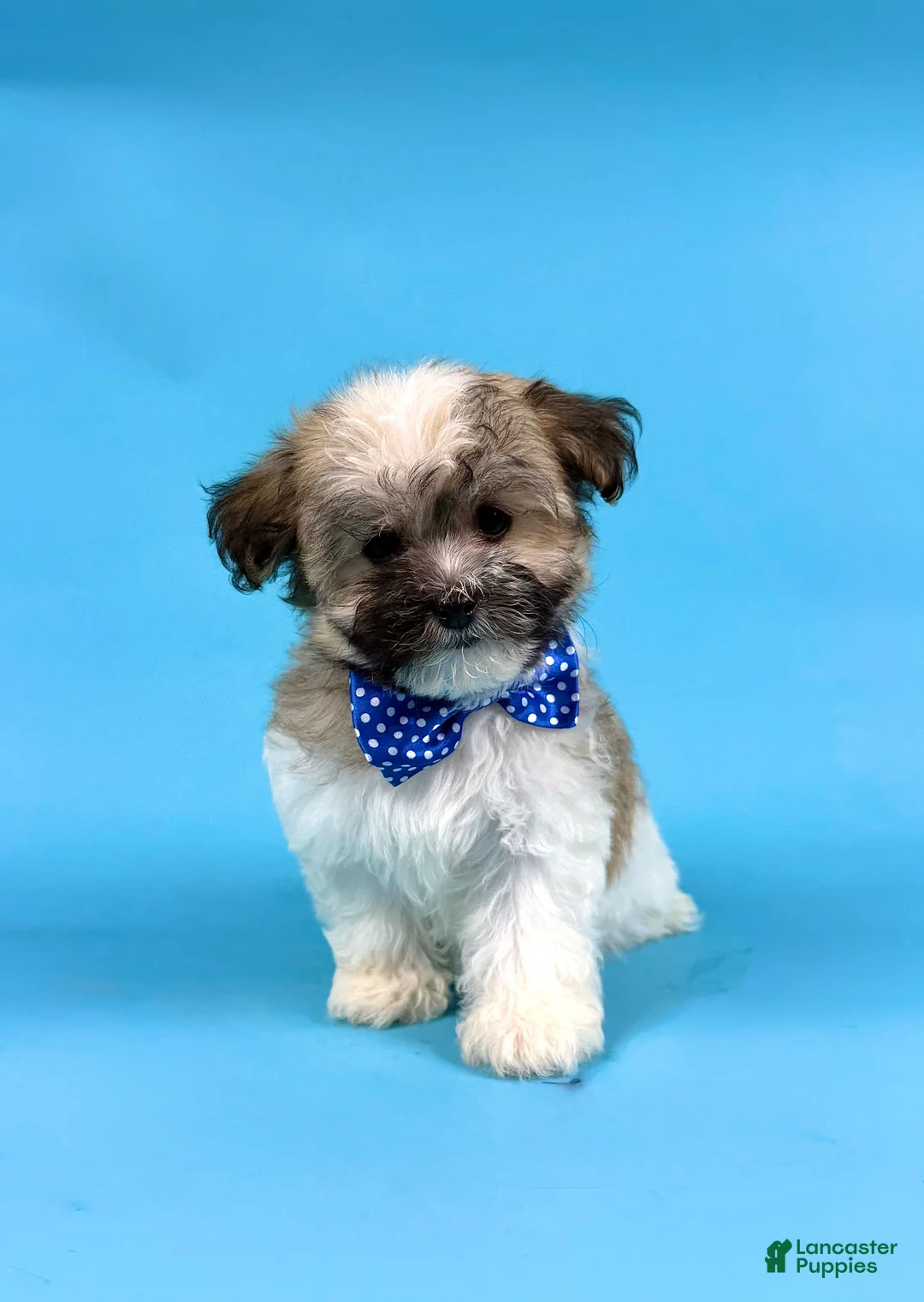 Havanese dogs for sale: EDEN - Ad 1