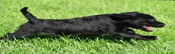 Labradoodle dogs for sale: Sasha - Ad 5
