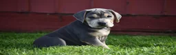 Beabull dogs for sale: Hank - Ad 9