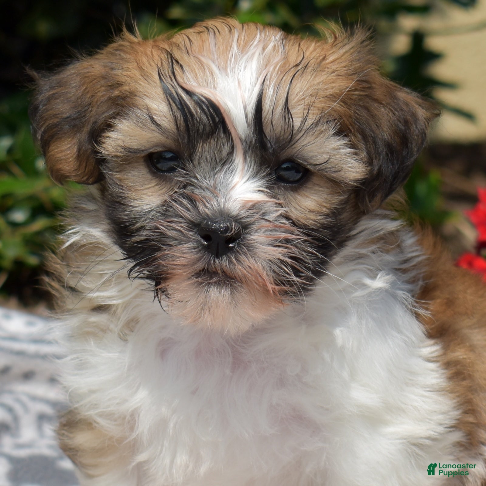 Teddy Bear dogs Bunny - Ad 1