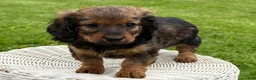 Miniature Dachshund dogs for sale: Mila - Ad 5