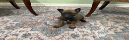 Belgian Malinois dogs for sale: Jackson - Ad 3