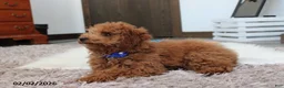 Toy Poodle dogs for sale: Patrick - Ad 13