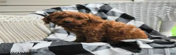 Miniature Poodle dogs for sale: Alex - Ad 3
