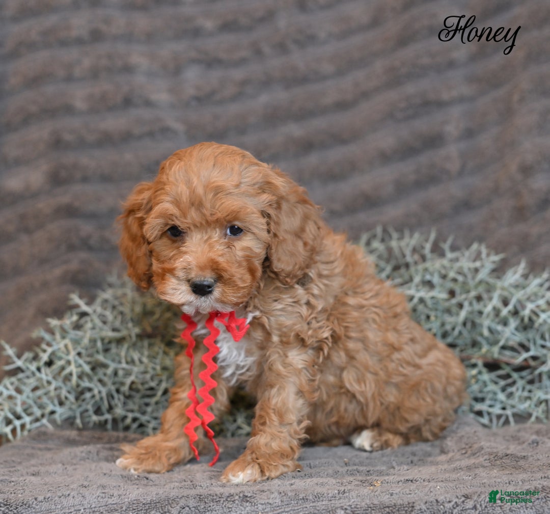 Cockapoo dogs for sale: Honey  - Ad 4