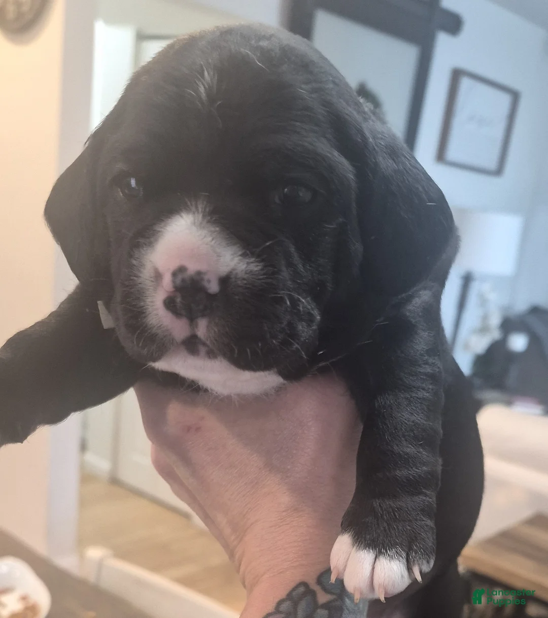 Mixed Breed dogs for sale: Lola - Ad 1