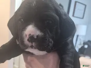 Mixed Breed dogs Lola - Ad 14