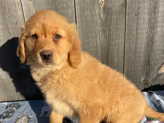 Golden Retriever dogs Ginger - Ad 2