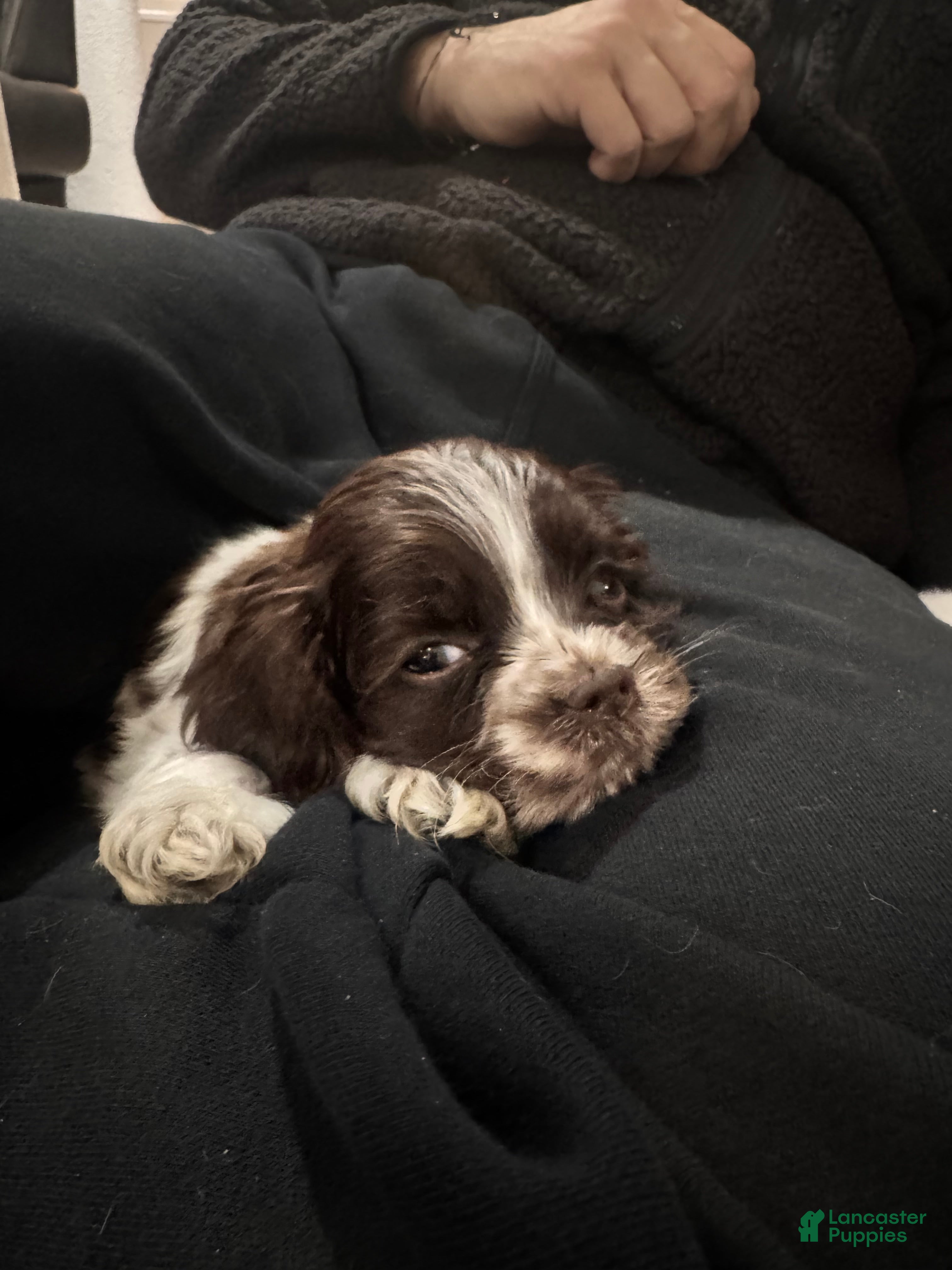 Cocker Spaniel dogs Pluto - Ad 3