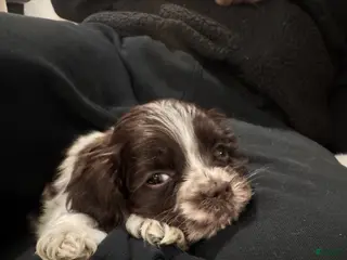 Cocker Spaniel dogs Pluto - Ad 3