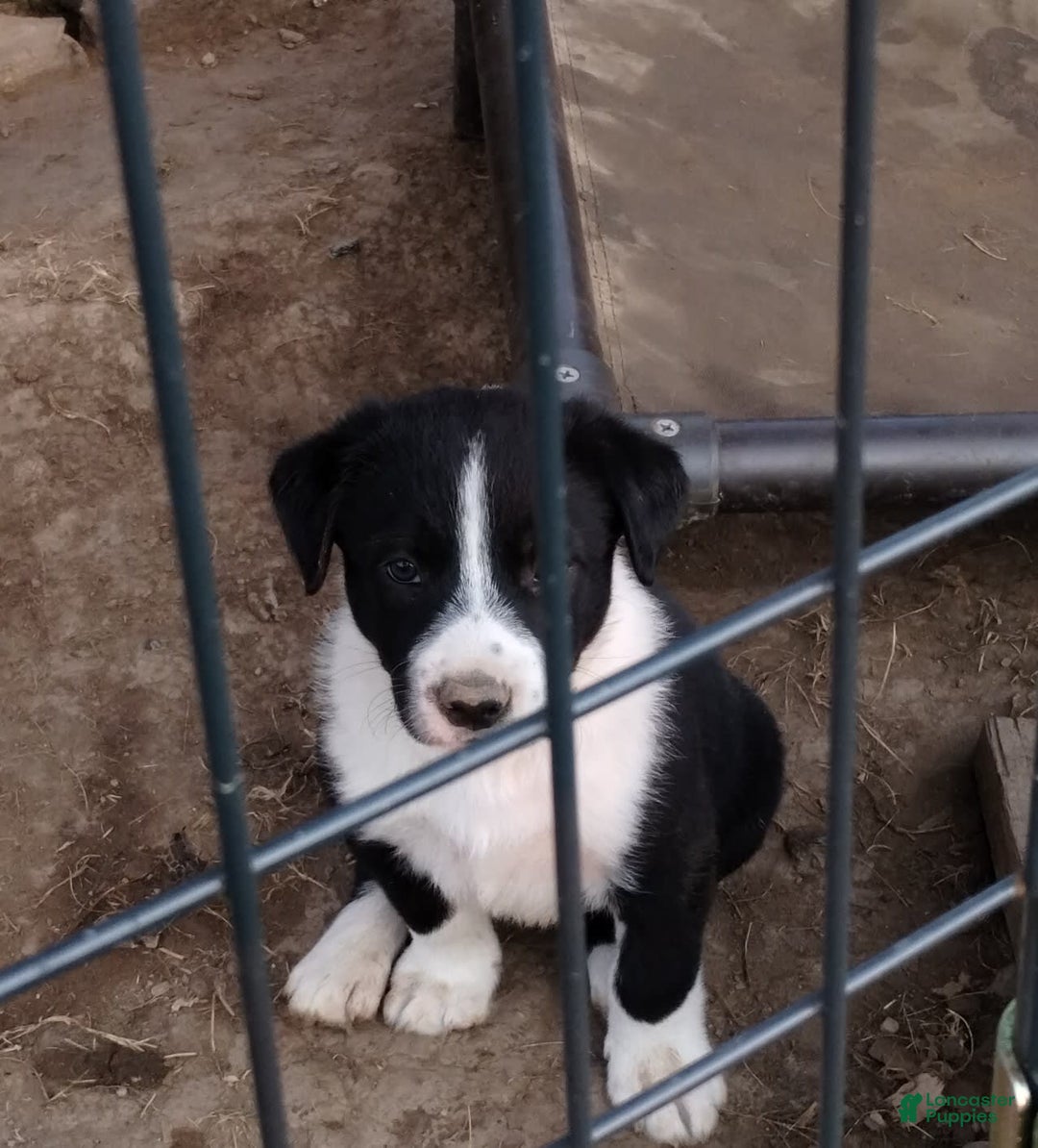 Gallery Image {{count}}