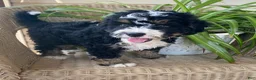 Mini Bernedoodle dogs for sale: Carla - Ad 1
