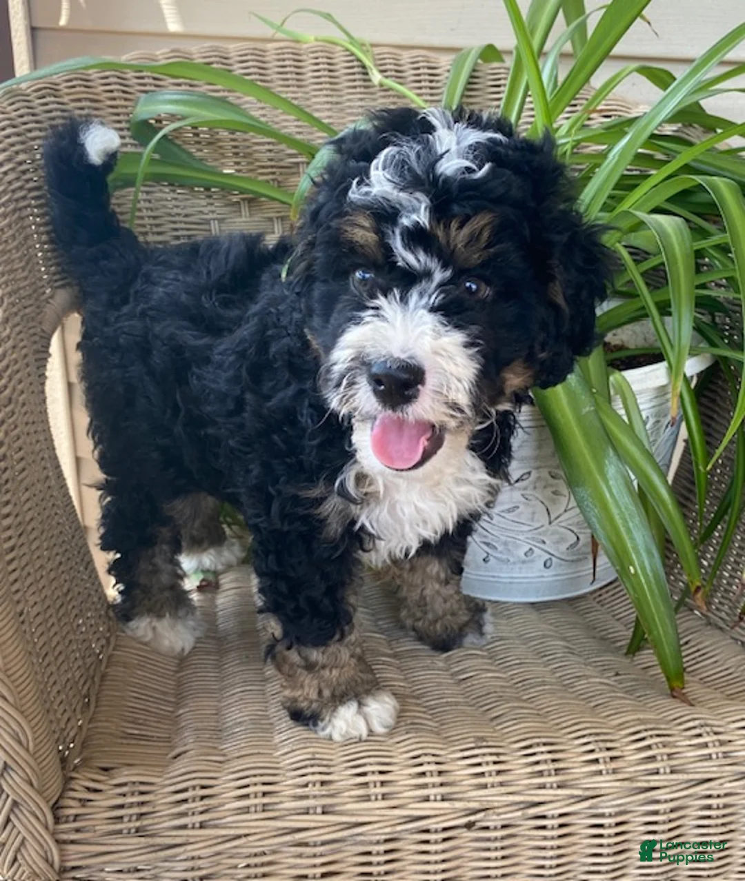 Mini Bernedoodle dogs for sale: Carla - Ad 1