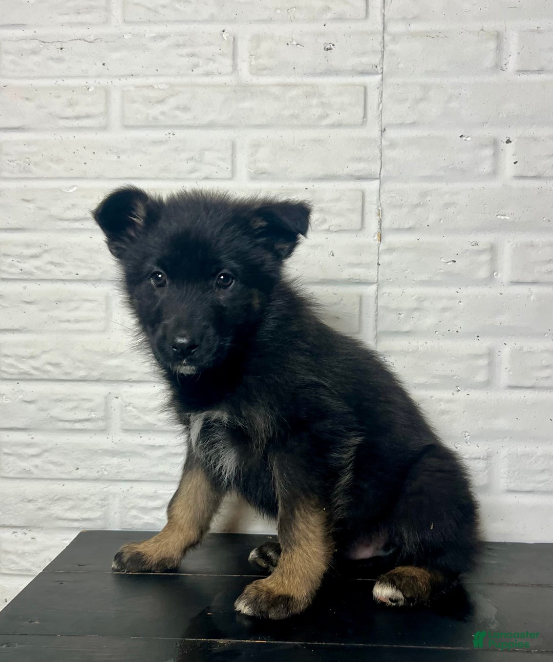 German Shepherd dogs for sale: Dasher - Ad 5