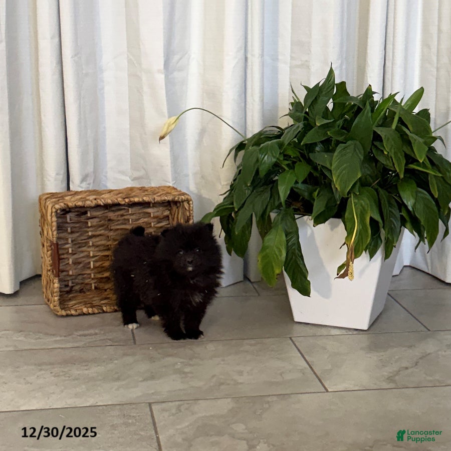 Pomeranian dogs Lilly - Ad 39