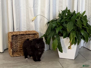 Pomeranian dogs Lilly - Ad 39