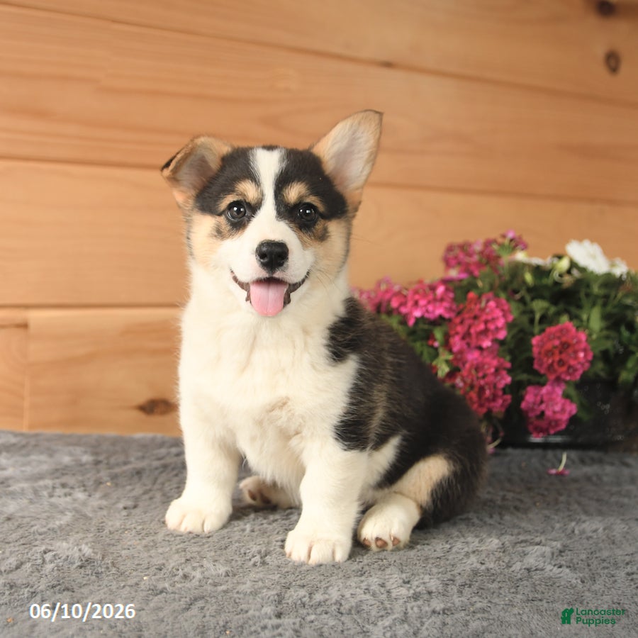 Welsh Corgi Pembroke dogs Jewel - Ad 1
