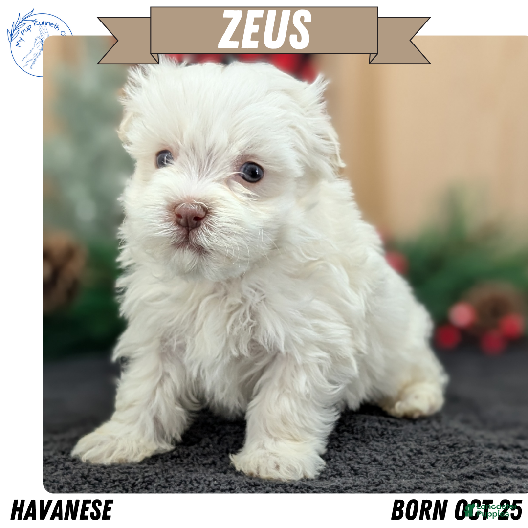 Havanese dogs Zeus - Ad 2