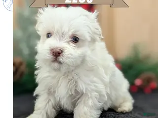 Havanese dogs Zeus - Ad 1