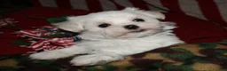 Maltese dogs for sale: Fred - Ad 3