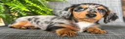 Dachshund dogs for sale: Sadie - Ad 2